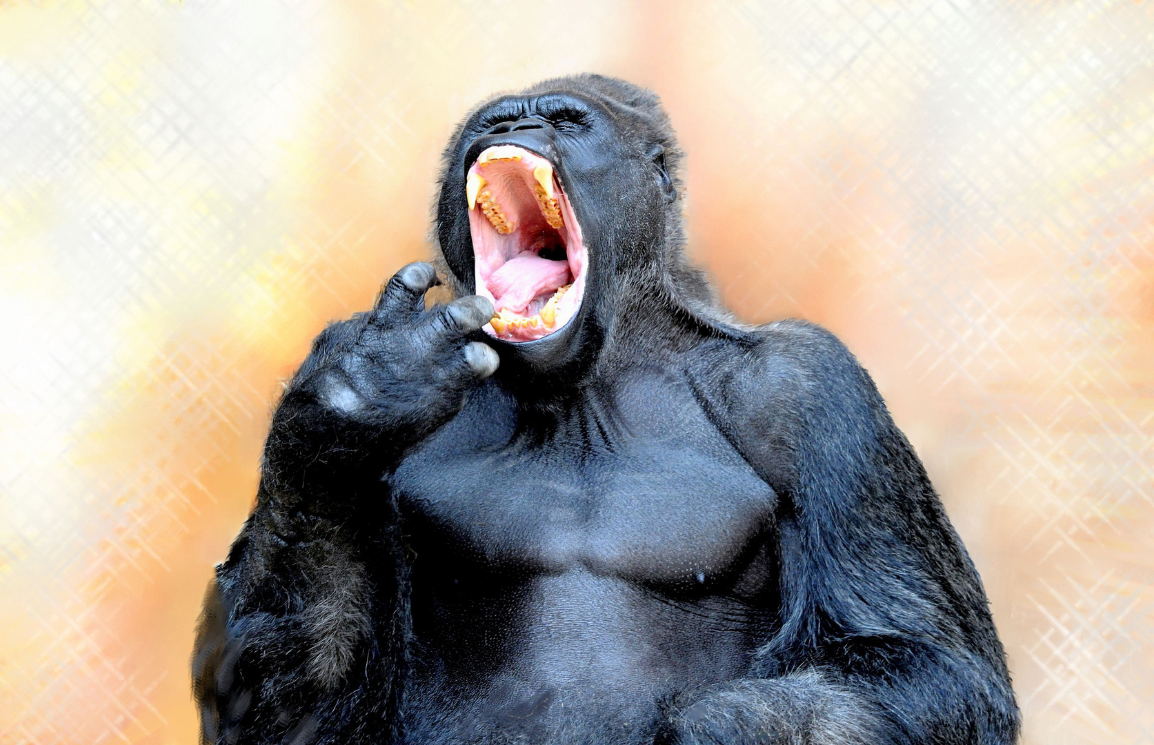 Gähnender Gorilla