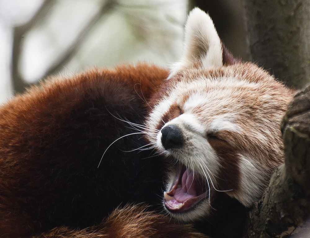 Gähnender kleiner roter Panda