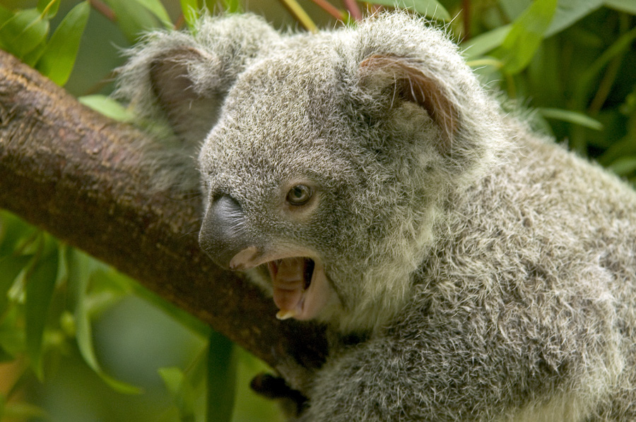 gähnender Koala