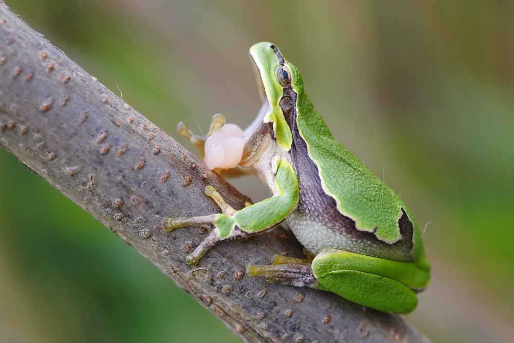 Gähnender Laubfrosch