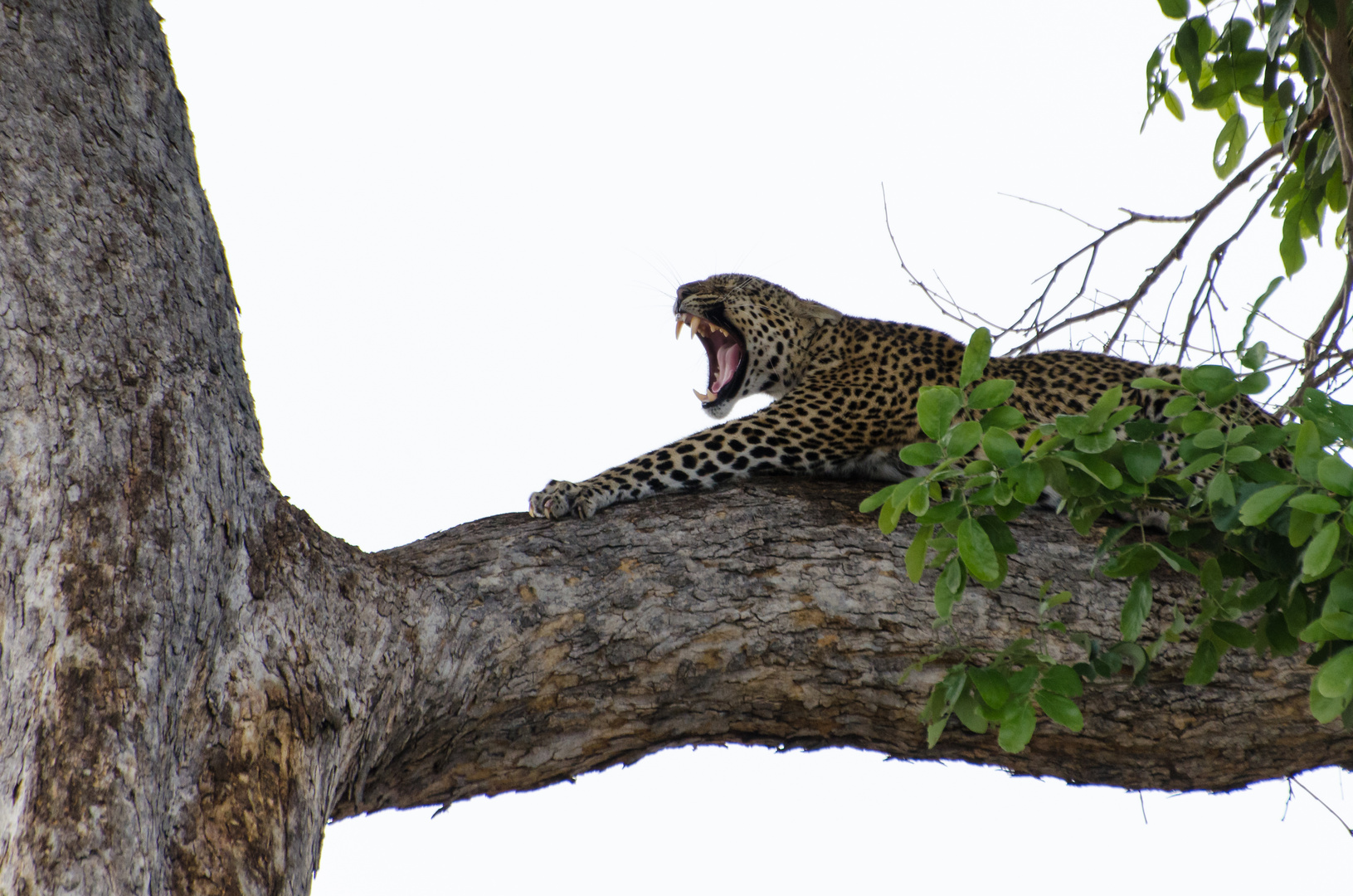 Gähnender Leopard