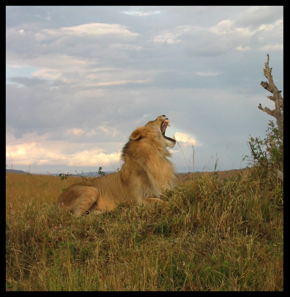 Gähnender Löwe in der Massai Mara