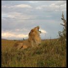 Gähnender Löwe in der Massai Mara