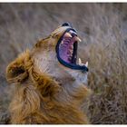 Gähnender Löwe in Südafrika