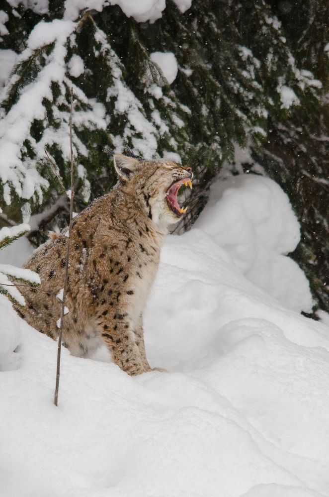 Gähnender Luchs