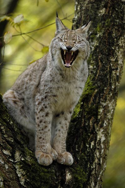 Gähnender Luchs