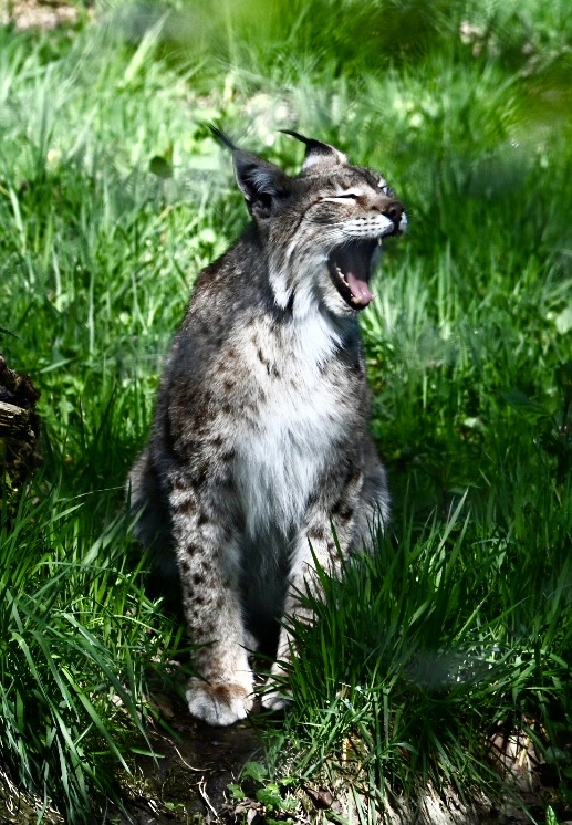 Gähnender Luchs