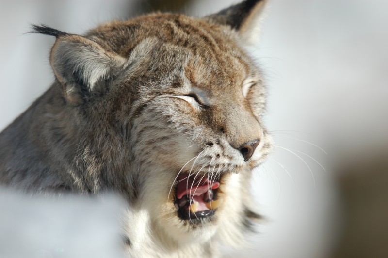 Gähnender Luchs, Nationalpark Bay. Wald (captive)