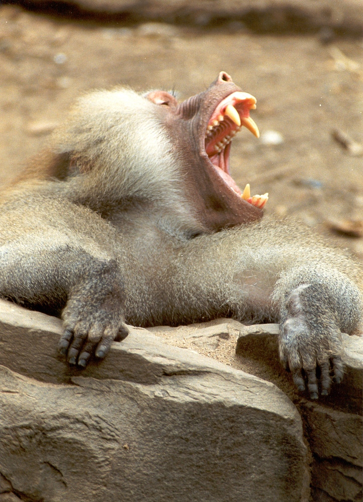 Gähnender Pavian im Kölner Zoo