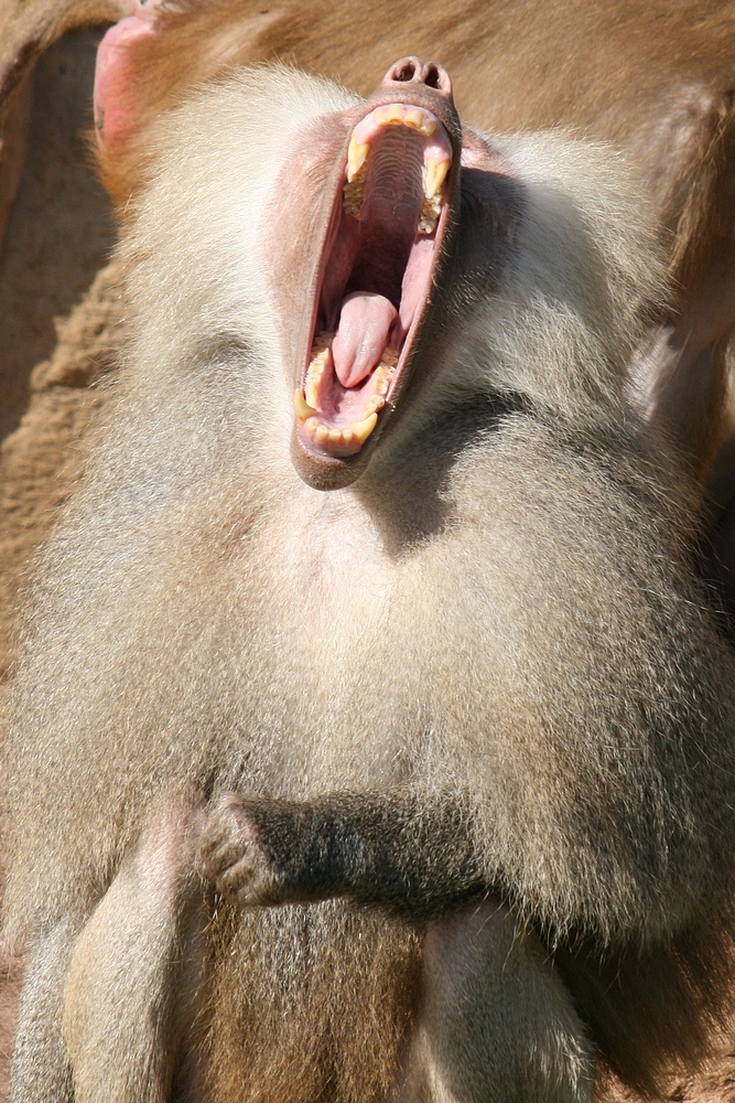 Gähnender Pavian im Kölner Zoo