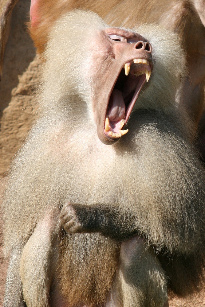 Gähnender Pavian im Kölner Zoo