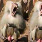 Gähnender Pavian im Kölner Zoo