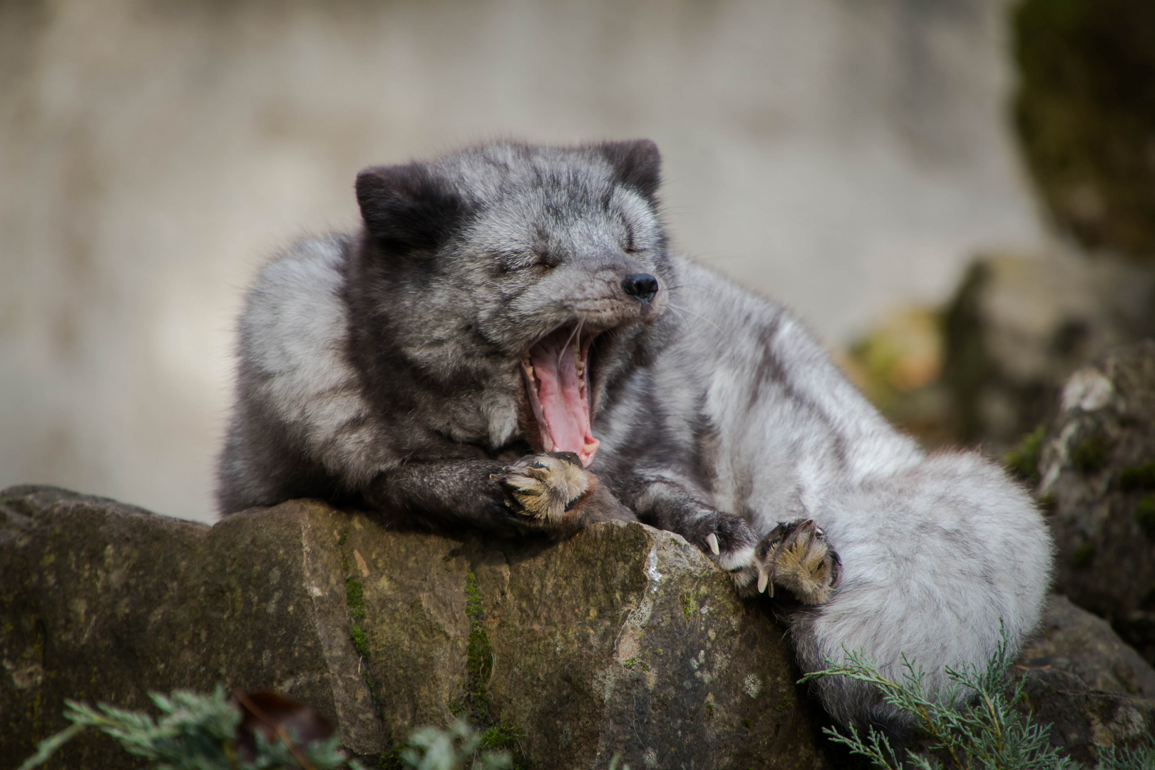 gähnender Polarfuchs