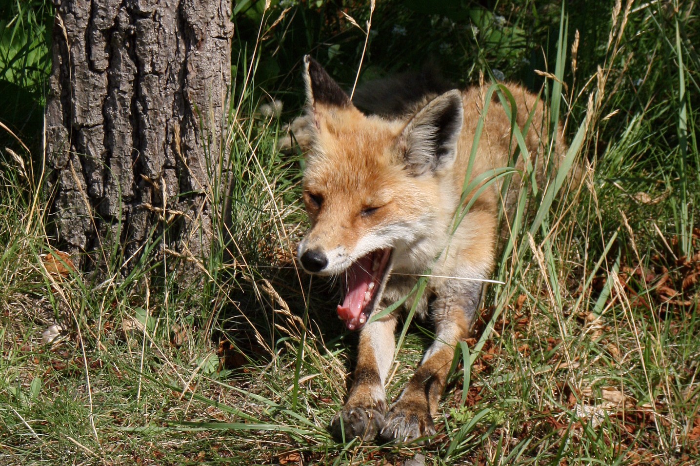 Gähnender Rotfuchs