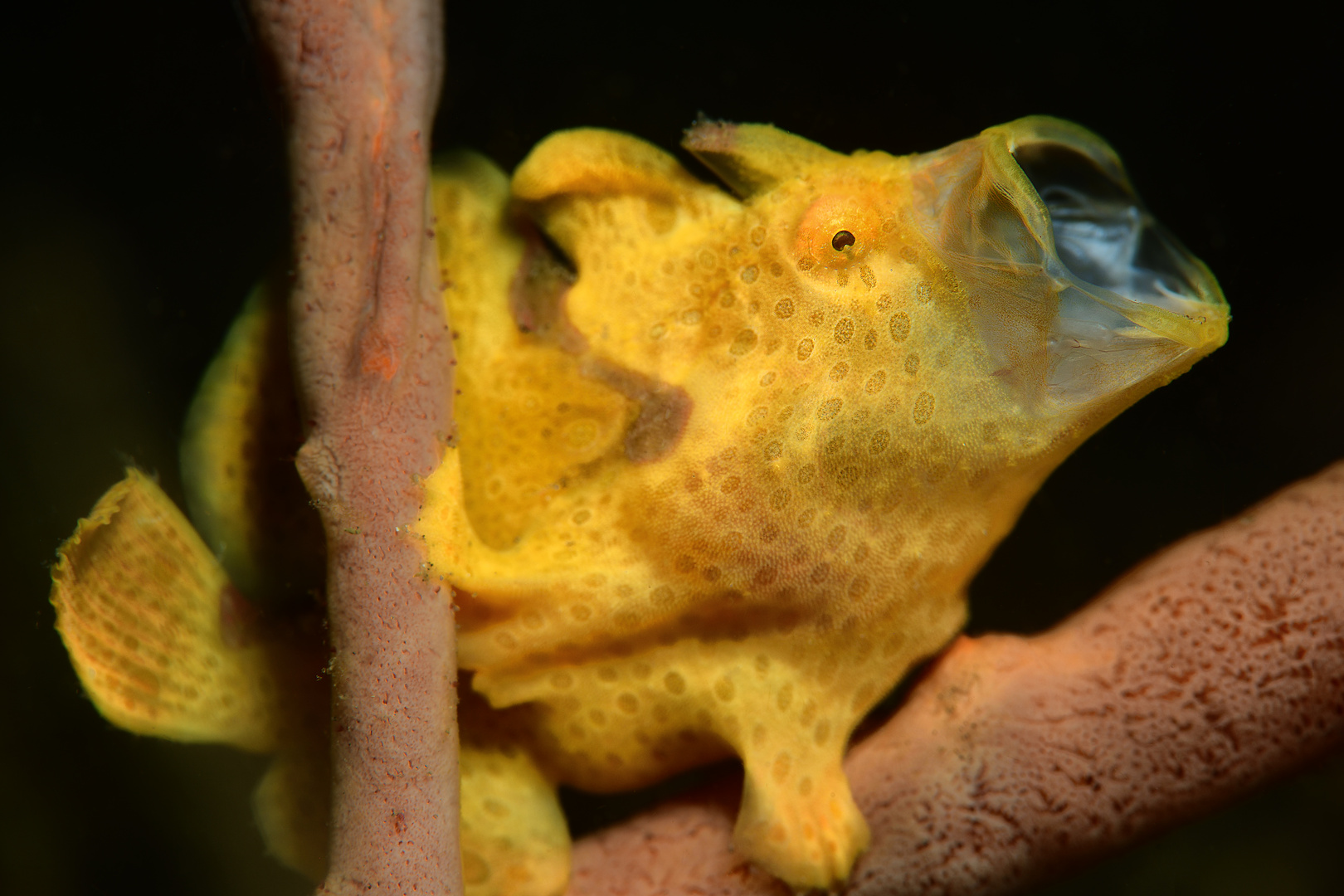 Gähnender Rundflecken-Anglerfisch (Antennarius pictus)