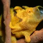 Gähnender Rundflecken-Anglerfisch (Antennarius pictus)