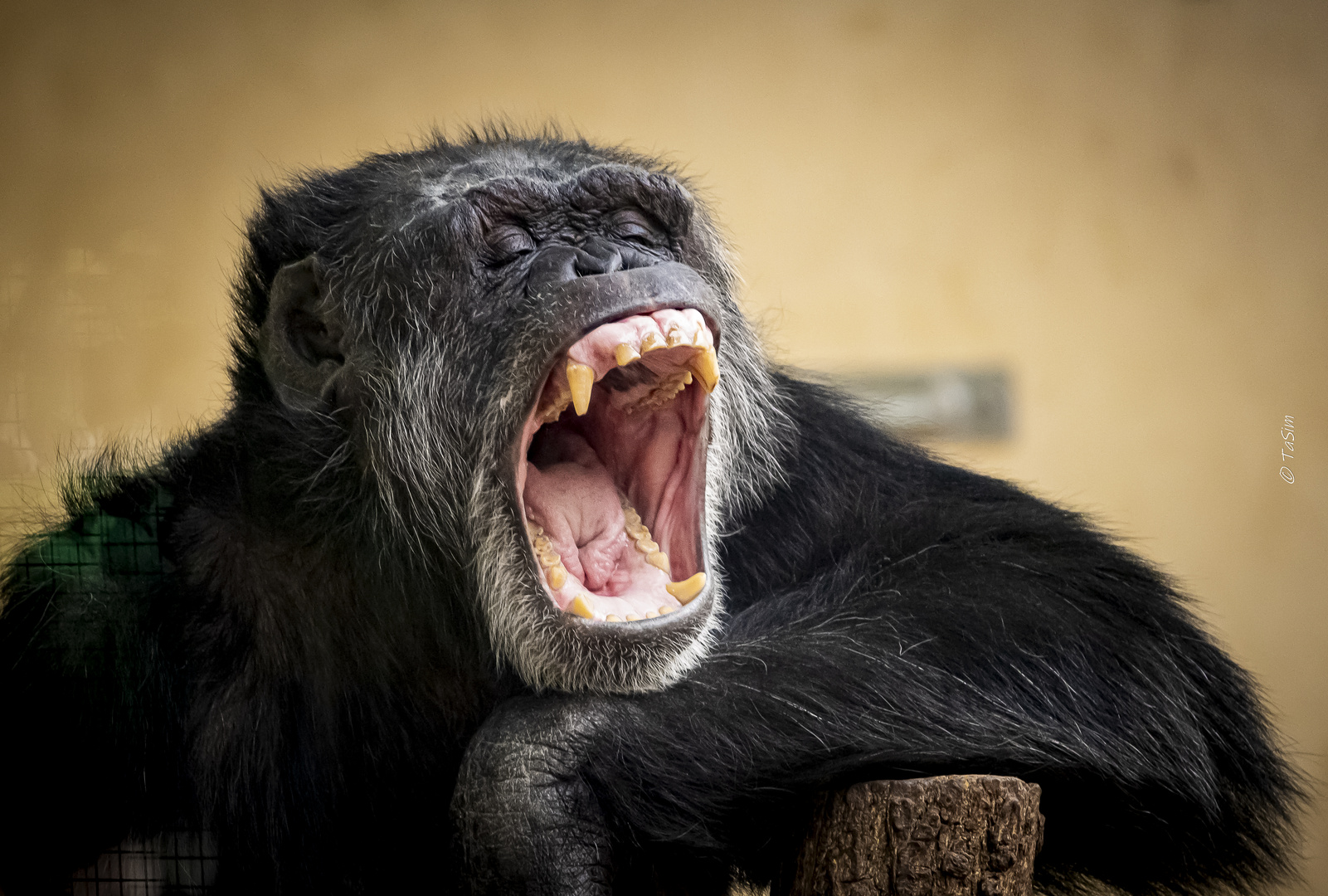 Gähnender Schimpanse