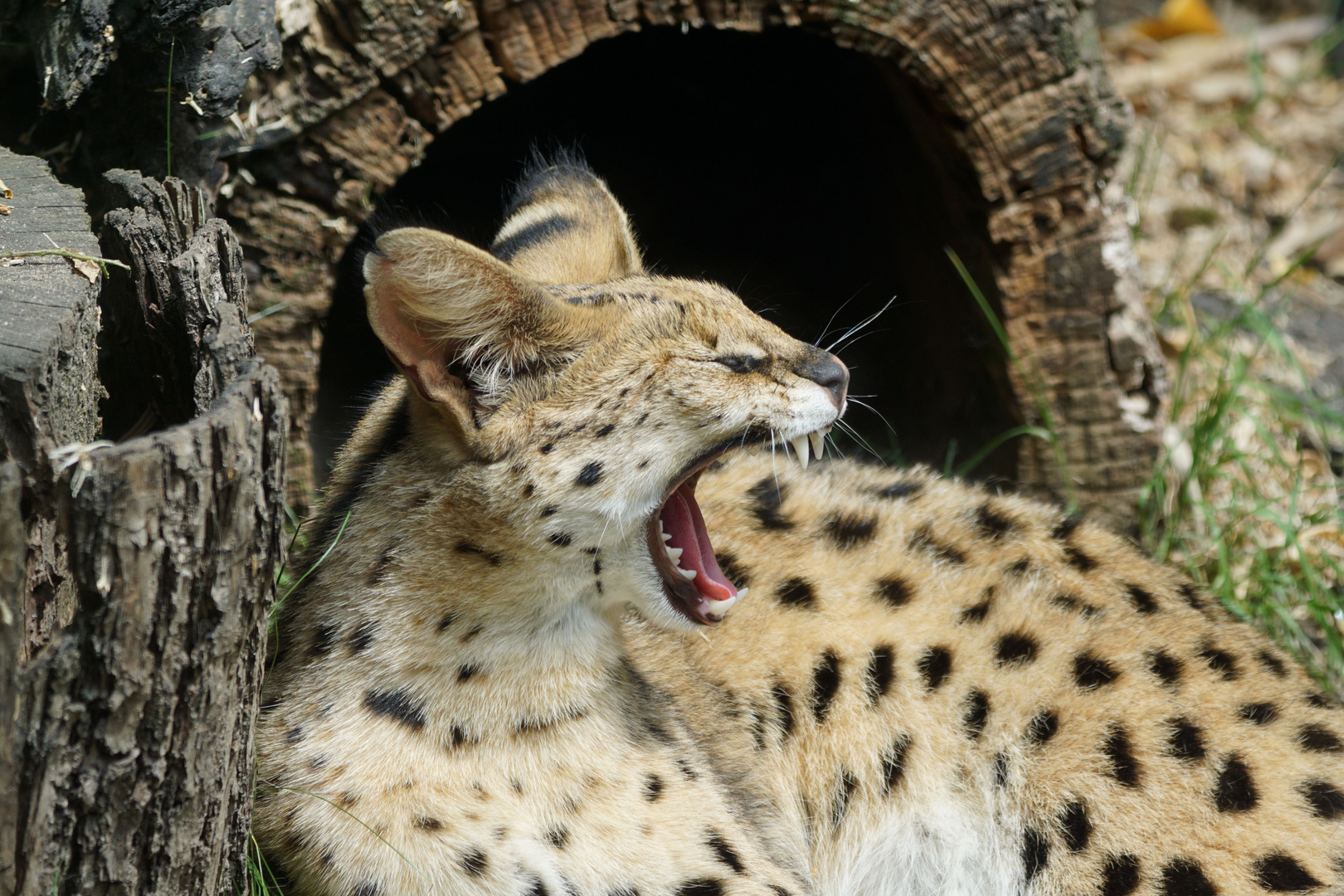 Gähnender Serval