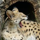 Gähnender Serval