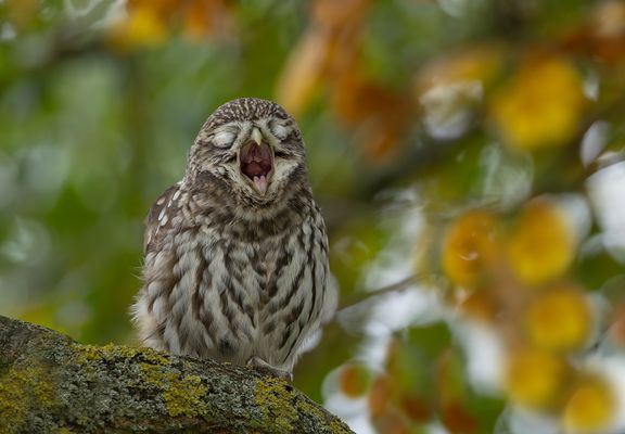 Gähnender Steinkauz 