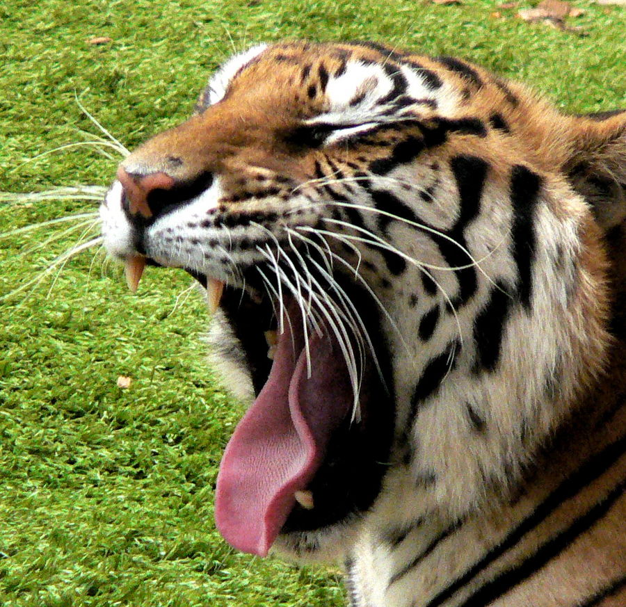 gähnender tiger (soooo süß!!) Foto & Bild | tiere, zoo, wildpark