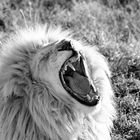 Gähnender Weißer Löwe 813 