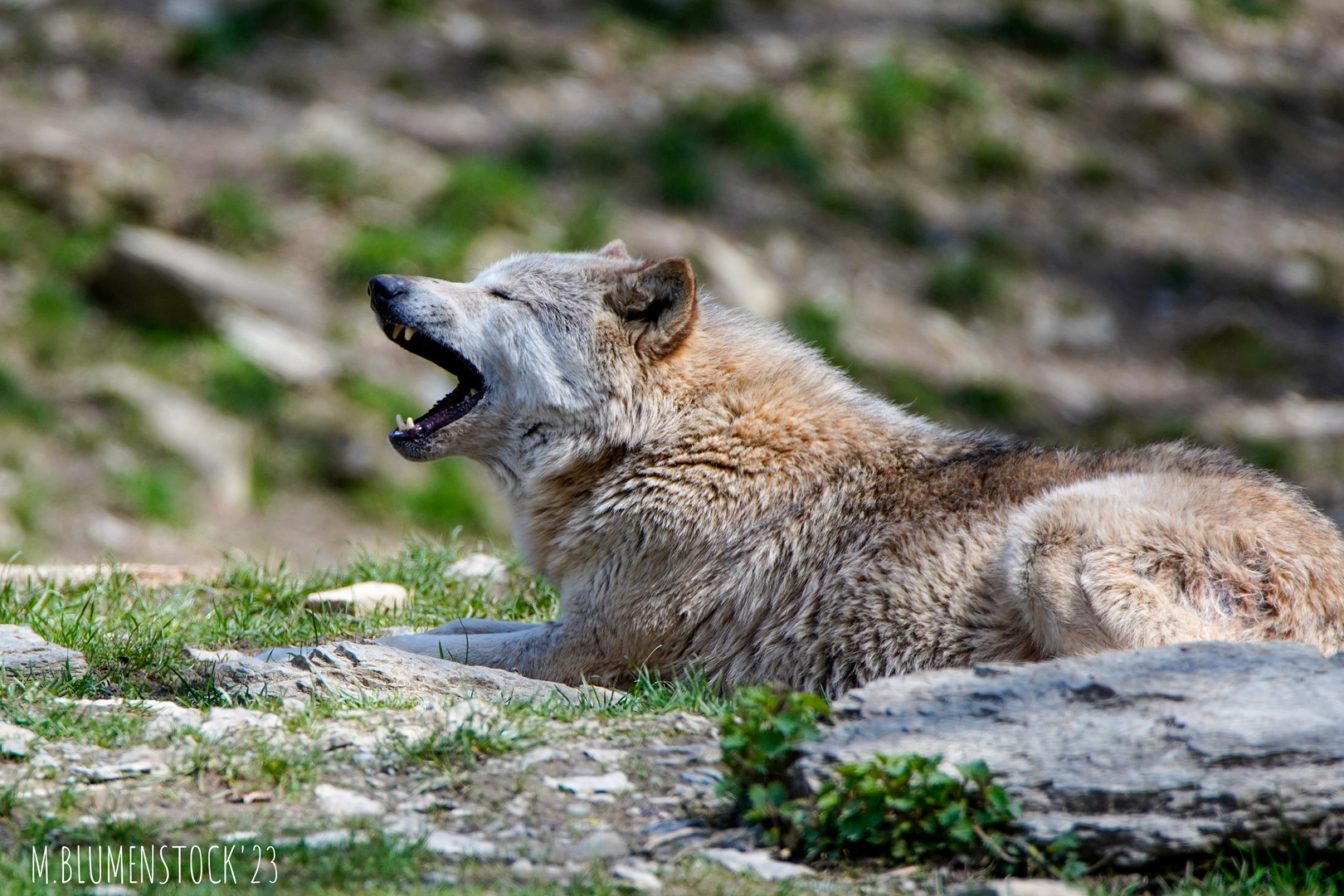 Gähnender Wolf 