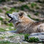 Gähnender Wolf 