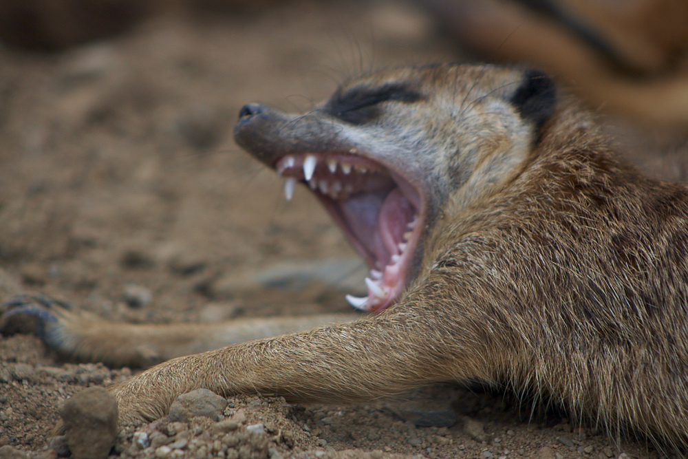 gähnendes Erdmännchen