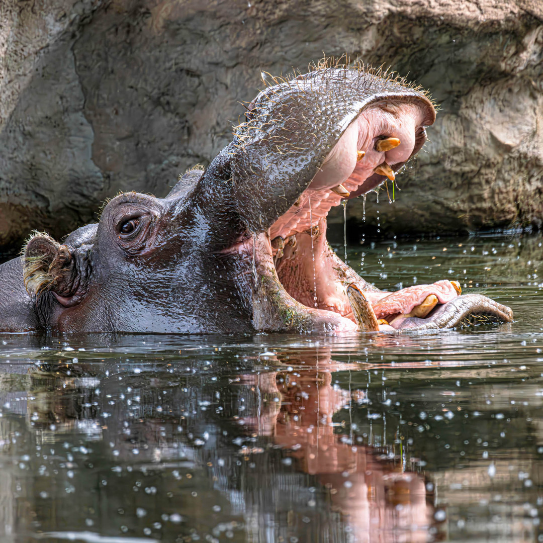 Gähnendes Nilpferd / Yawning hippo