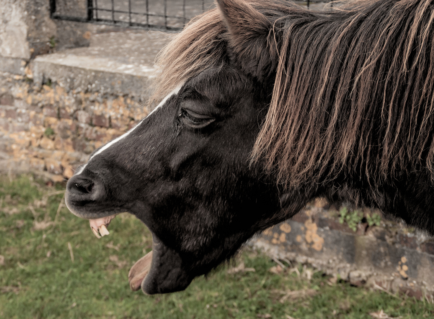 gähnendes Pferd :)