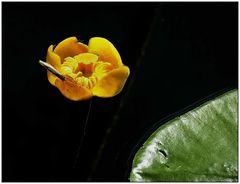 Gäle Mummel (nuphar lutea)