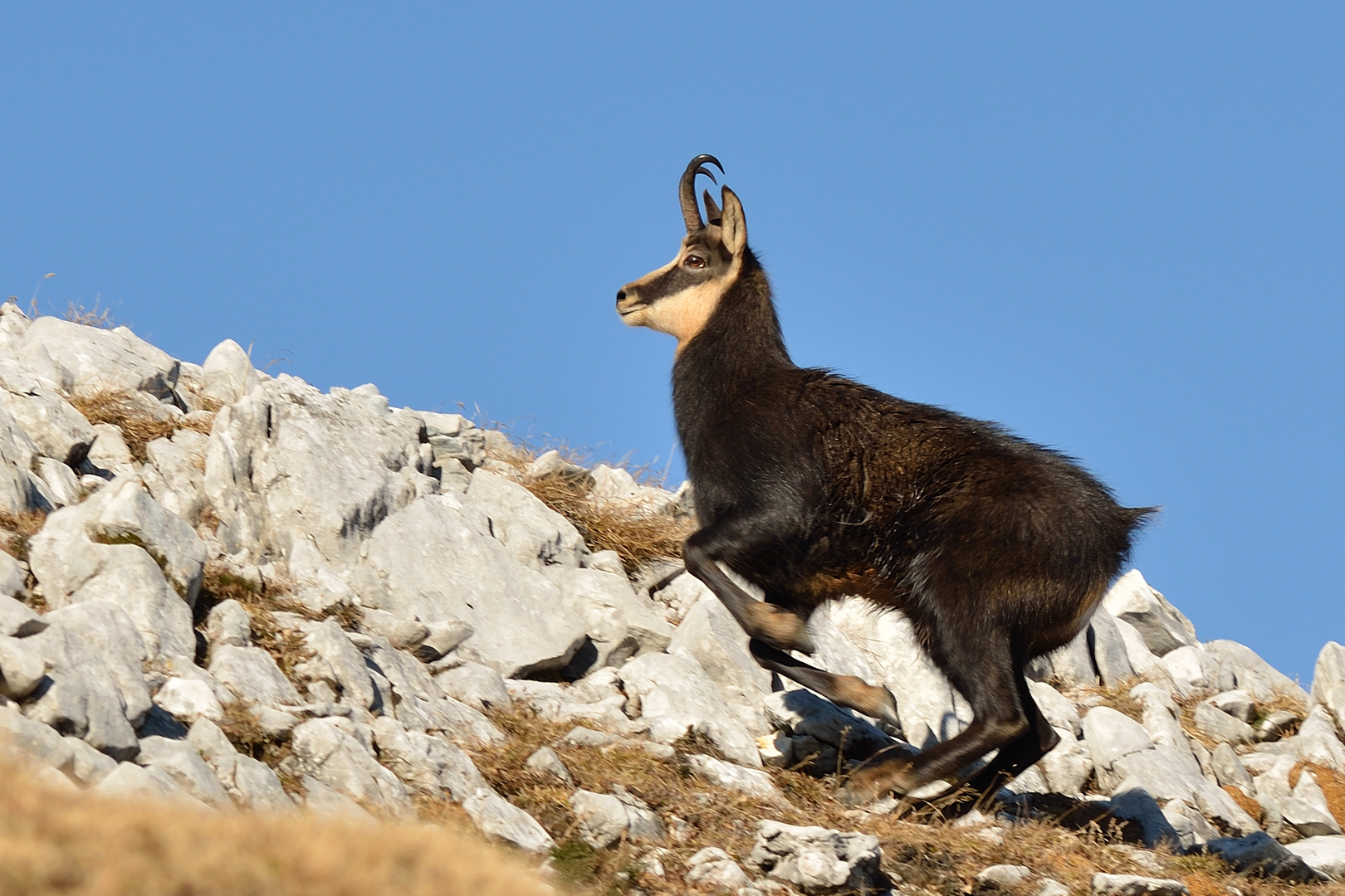 Gämse am Dürrenstein