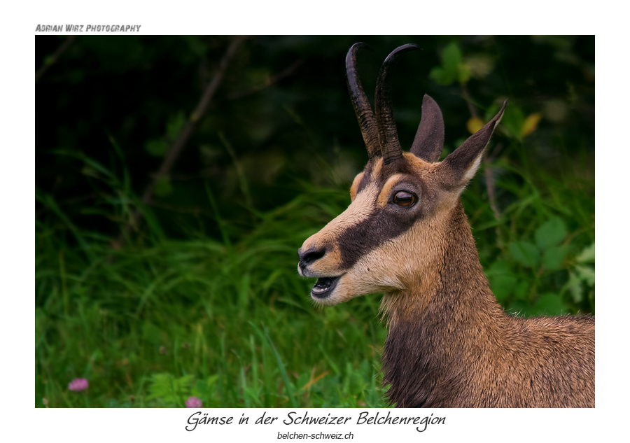 Gämse am Schweizer Belchen