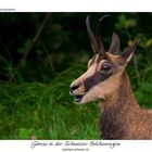 Gämse am Schweizer Belchen