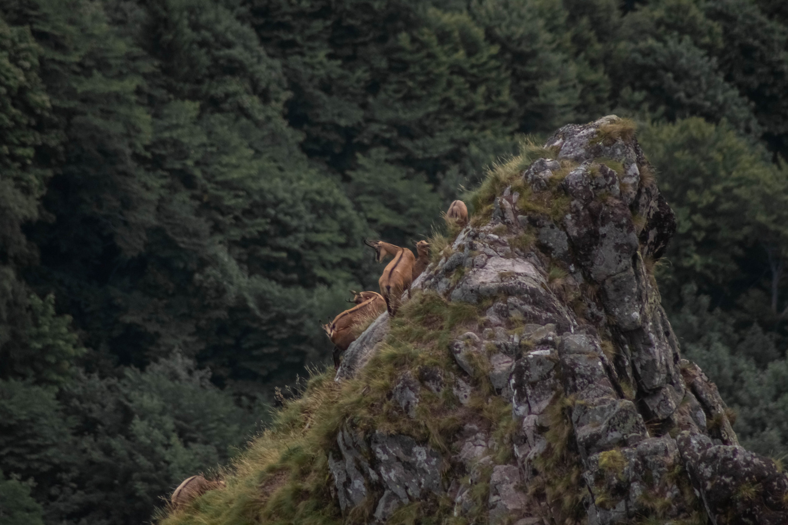 Gämse auf dem Hohneck in den Vogesen