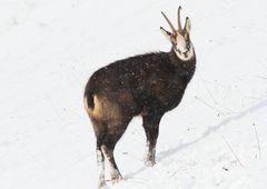 Gämse bei der Futtersuche im Schnee