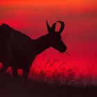 Gämse im Abendrot