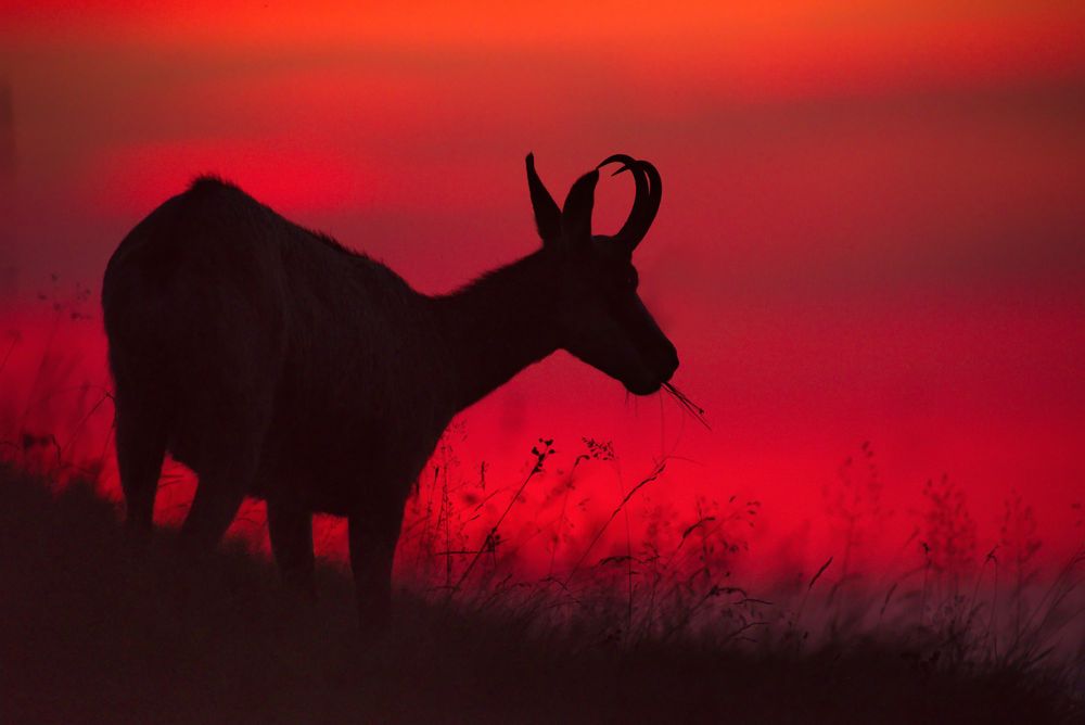 Gämse im Abendrot