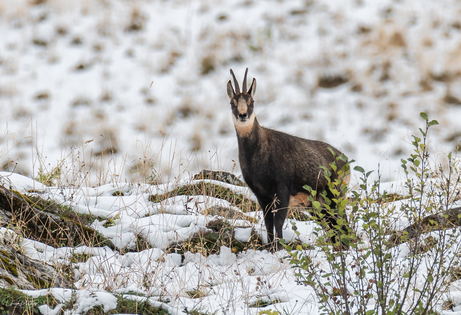 Gämse im ersten Schnee