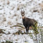 Gämse im ersten Schnee