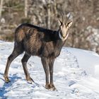 Gämse im ersten Schnee