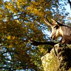 Gämse im Herbstlicht