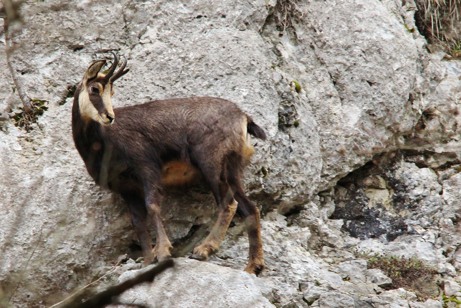 Gämse im Jura Suisse.