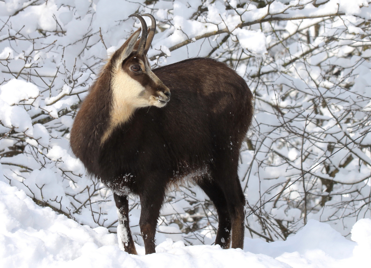 Gämse im Neuschnee