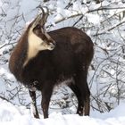 Gämse im Neuschnee