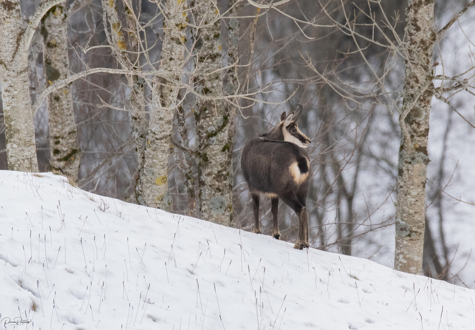 Gämse im Schnee