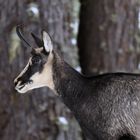 Gämse im Wald