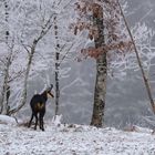 Gämse im Winter