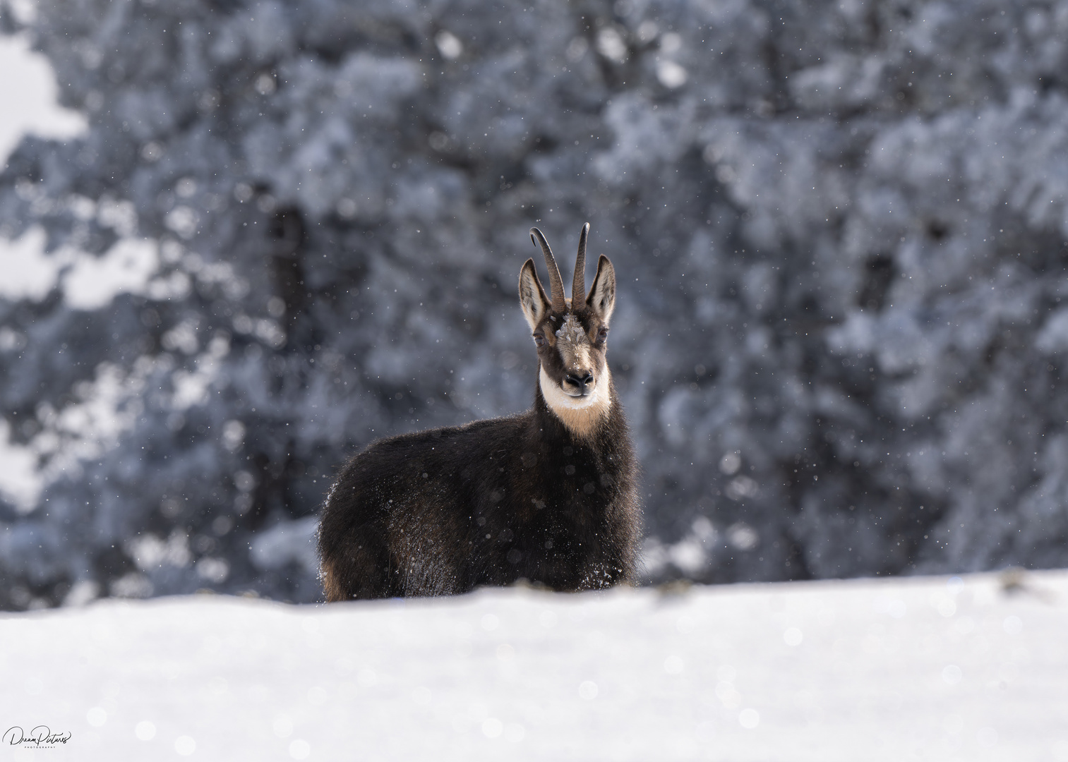 Gämse im Winter Wonderland